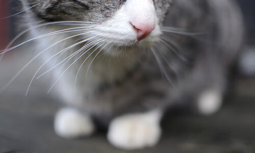 贝蒂斯单节橙色风暴席卷荷兰,京多安无解演出定义比赛