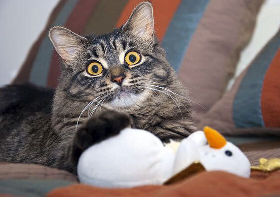 开云体育-克莱攻防两端统治如天神下凡，国王队末节一波流带走辽宁队