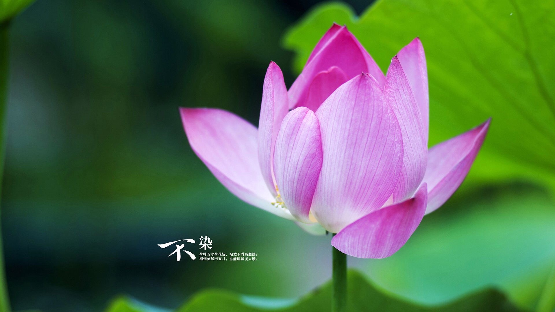 开云体育平台APP-争冠之夜，范戴克挺身而出，利物浦的守护神