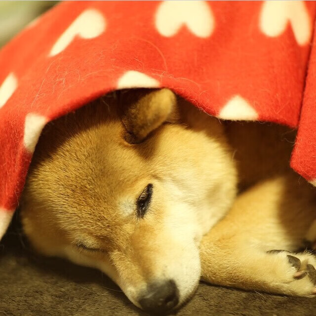 误入时空裂缝的红色流星，当拉什福德在德甲争冠夜点燃赛场