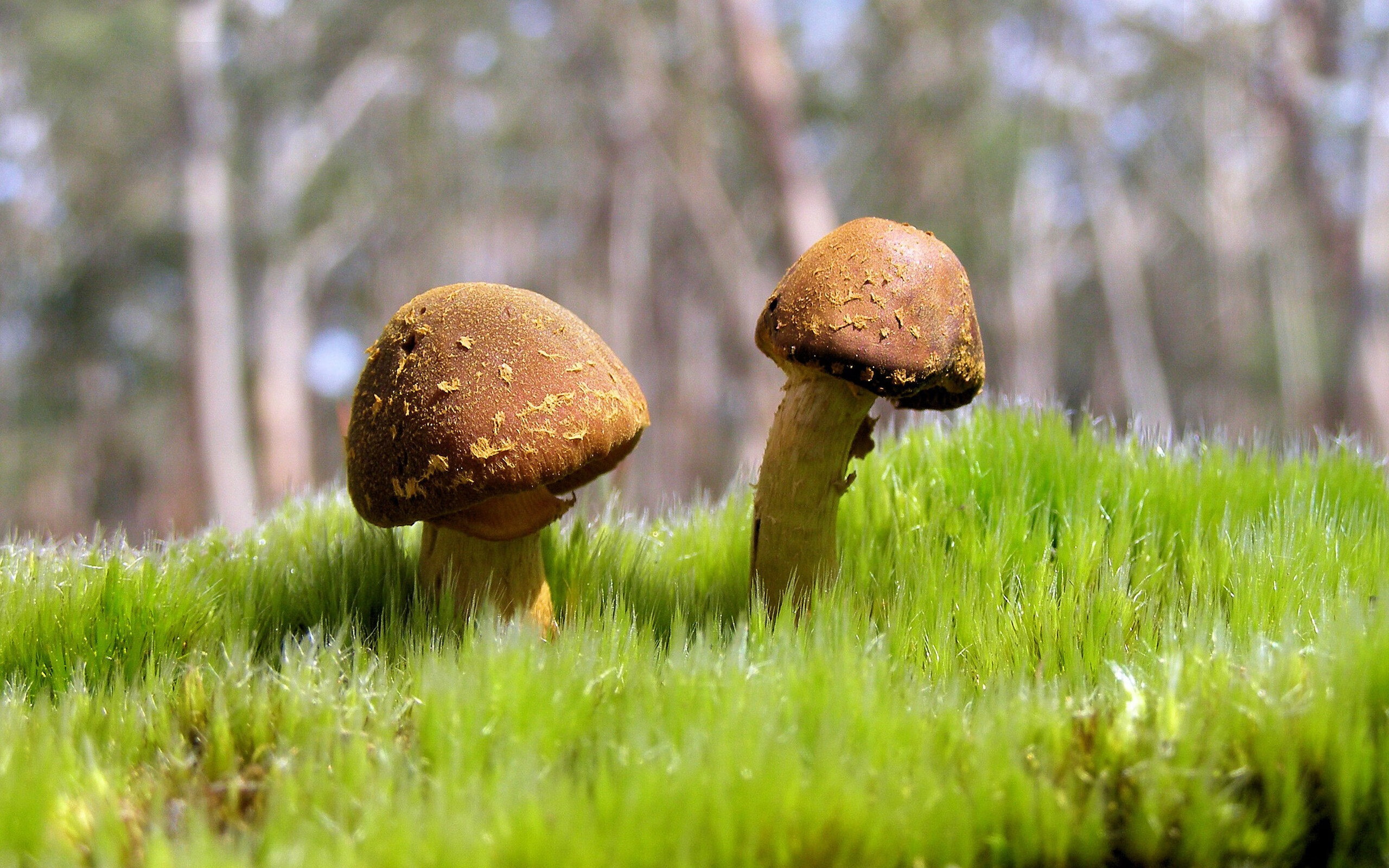 跨越大陆的足球传奇，摩洛哥轻取里昂，巴斯托尼西甲德比封神