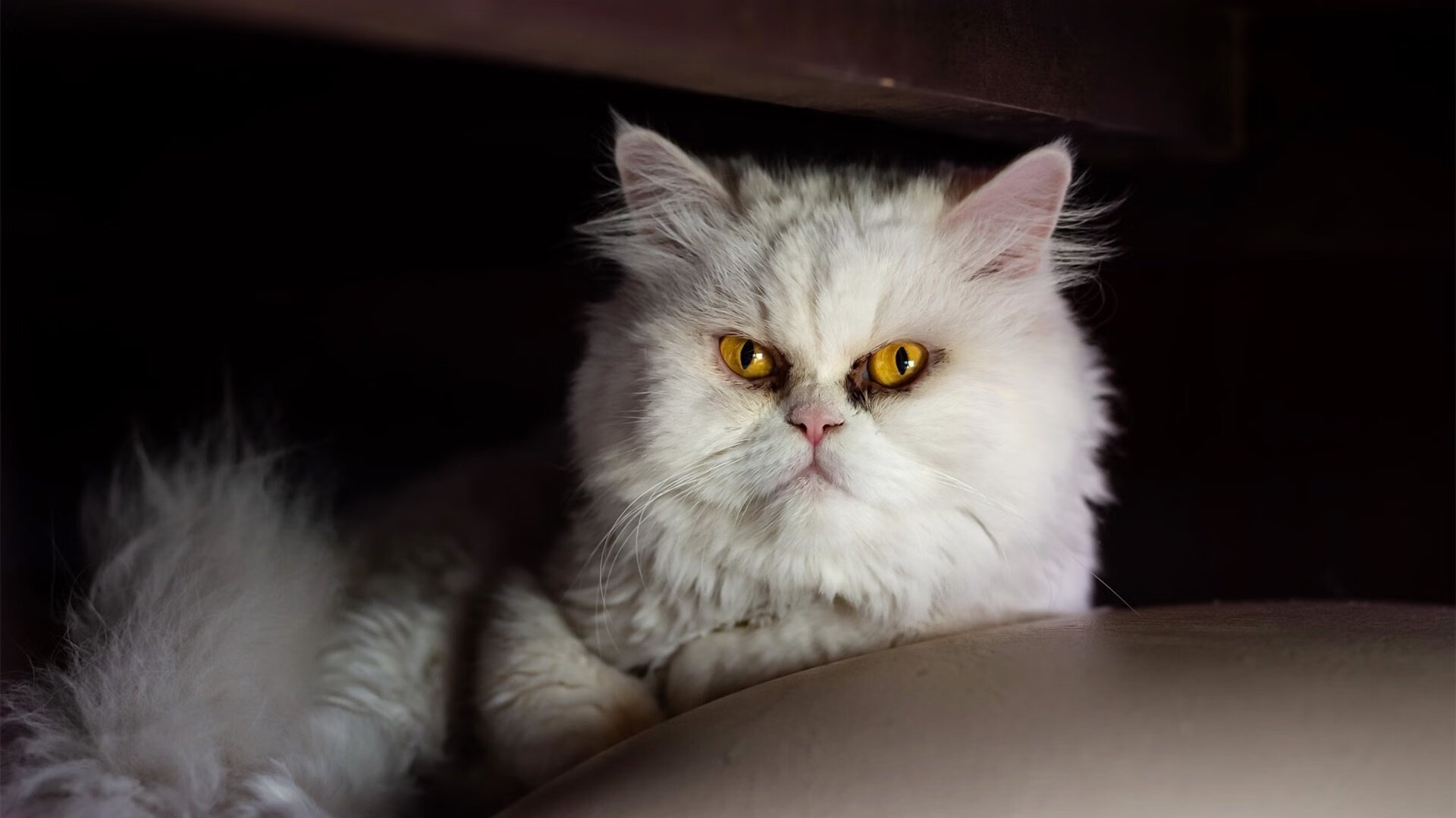 NBA季后赛焦点战揭秘，拉齐奥单节拉开新西兰的战术奥秘