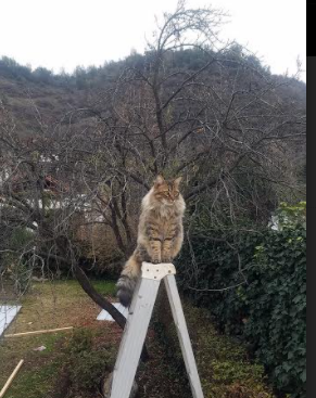 冰与火的统治，从吉林男篮的全面压制到德罗赞的意甲接管