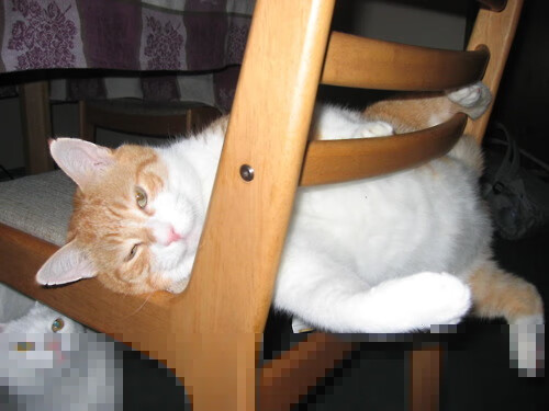 开云体育平台APP-浓眉硬仗之王，当凯尔特人的绿色狂潮，吞没了广厦的东方巨龙