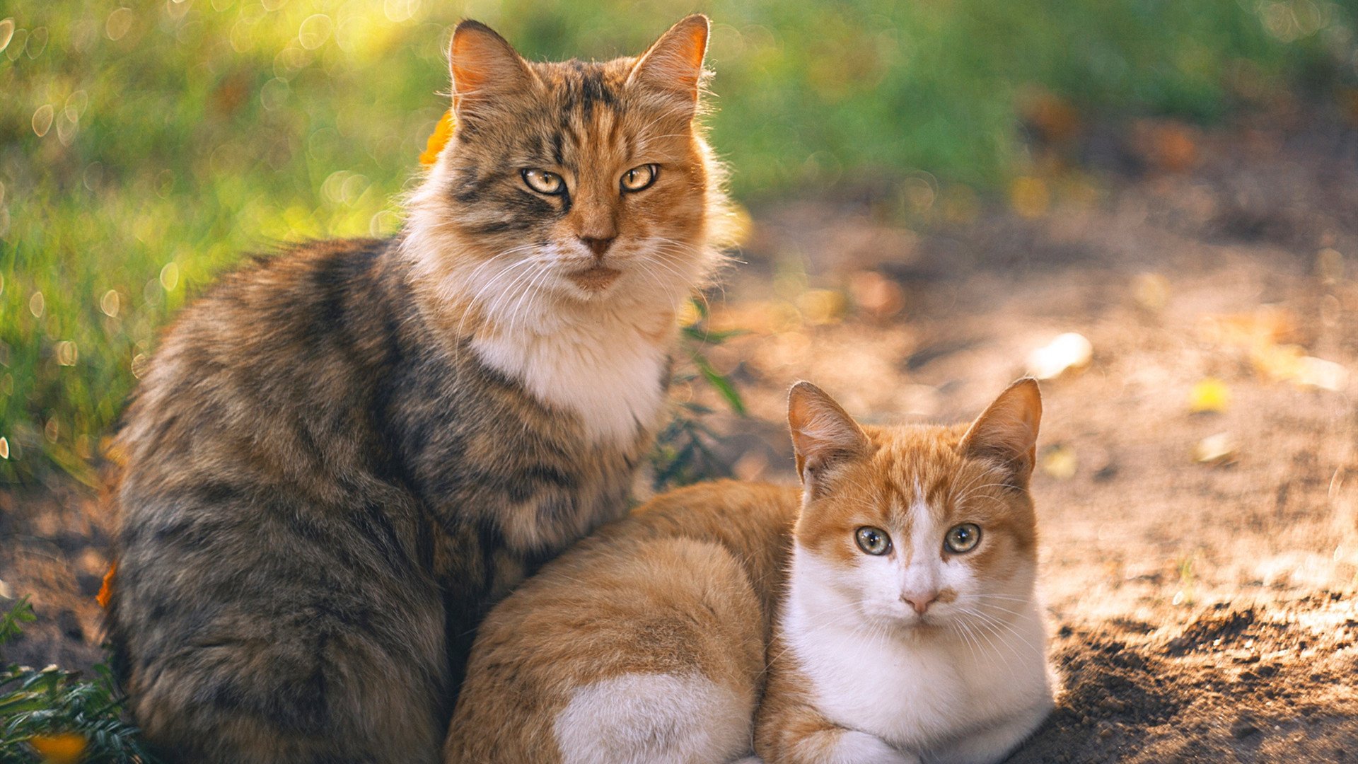 蓝白闪击下的逆转密码,厄瓜多尔一波带走牙买加,卢卡库如何成为关键先生