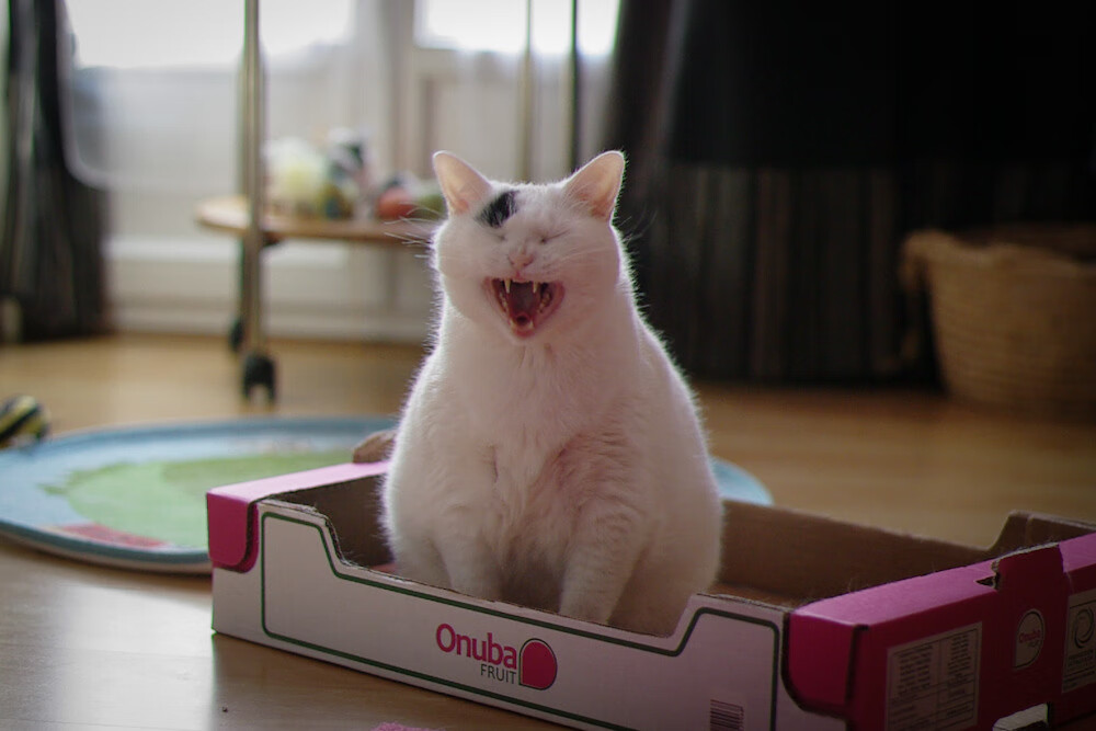 双重乔治,篮球世界的跨国巧合与命运交响