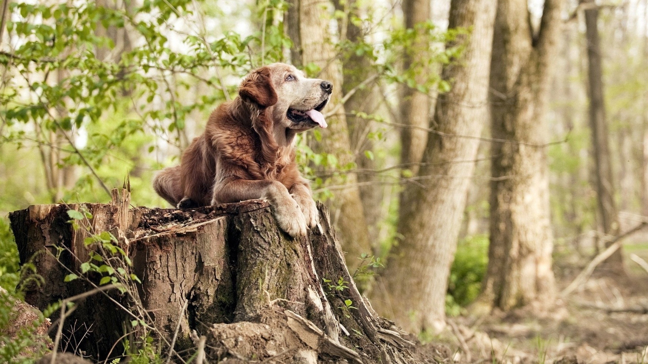 赛道上的意志之火,基米希点燃争冠之夜