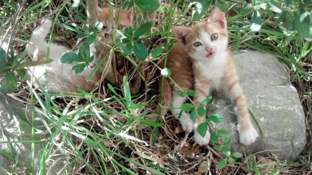 戈贝尔,非典型关键先生的胜利宣言,奇才加时赛鏖战力克鹈鹕