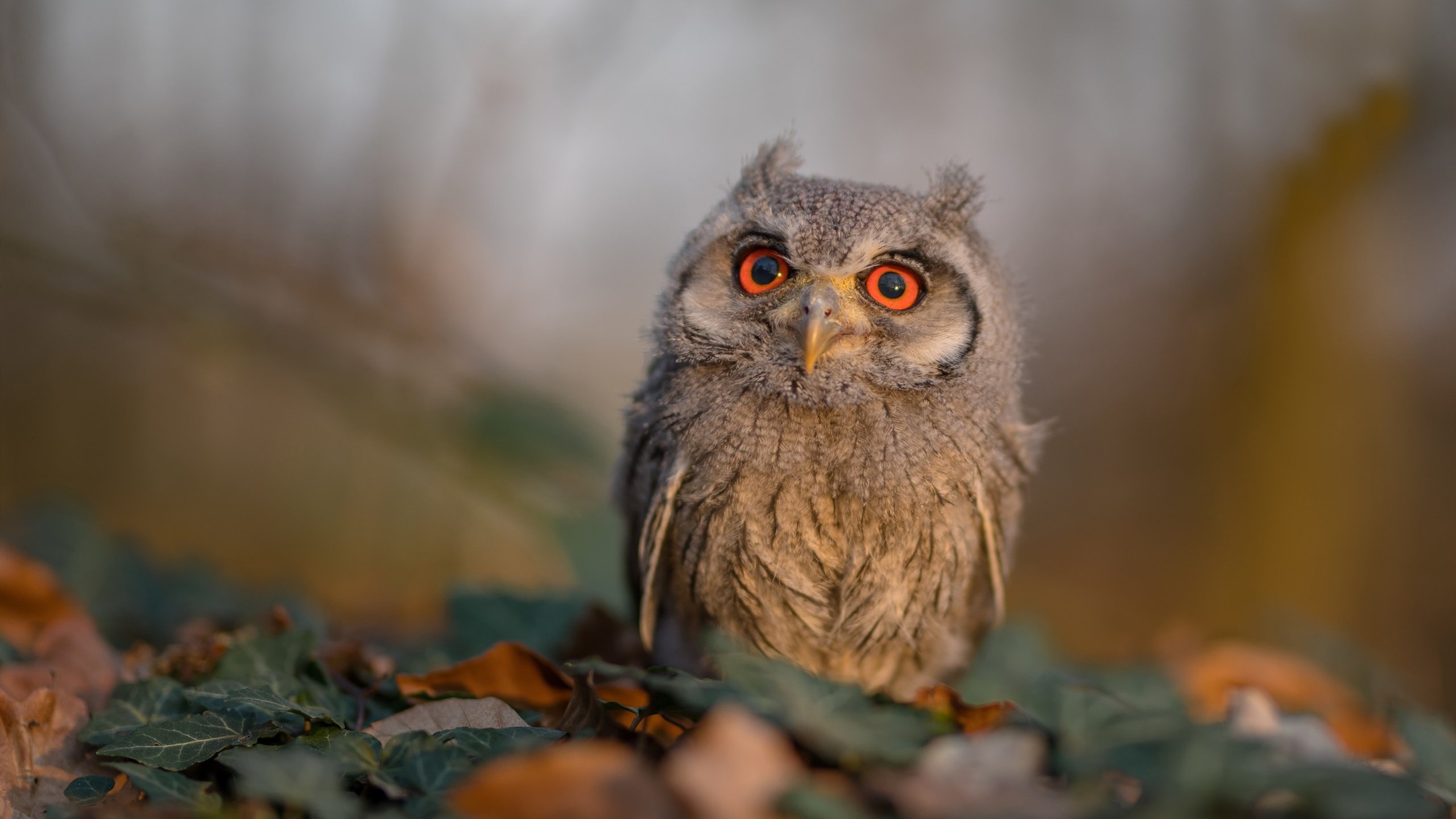 开云体育入口-史上首胜！广厦破冰骑士的奥运周期关键战
