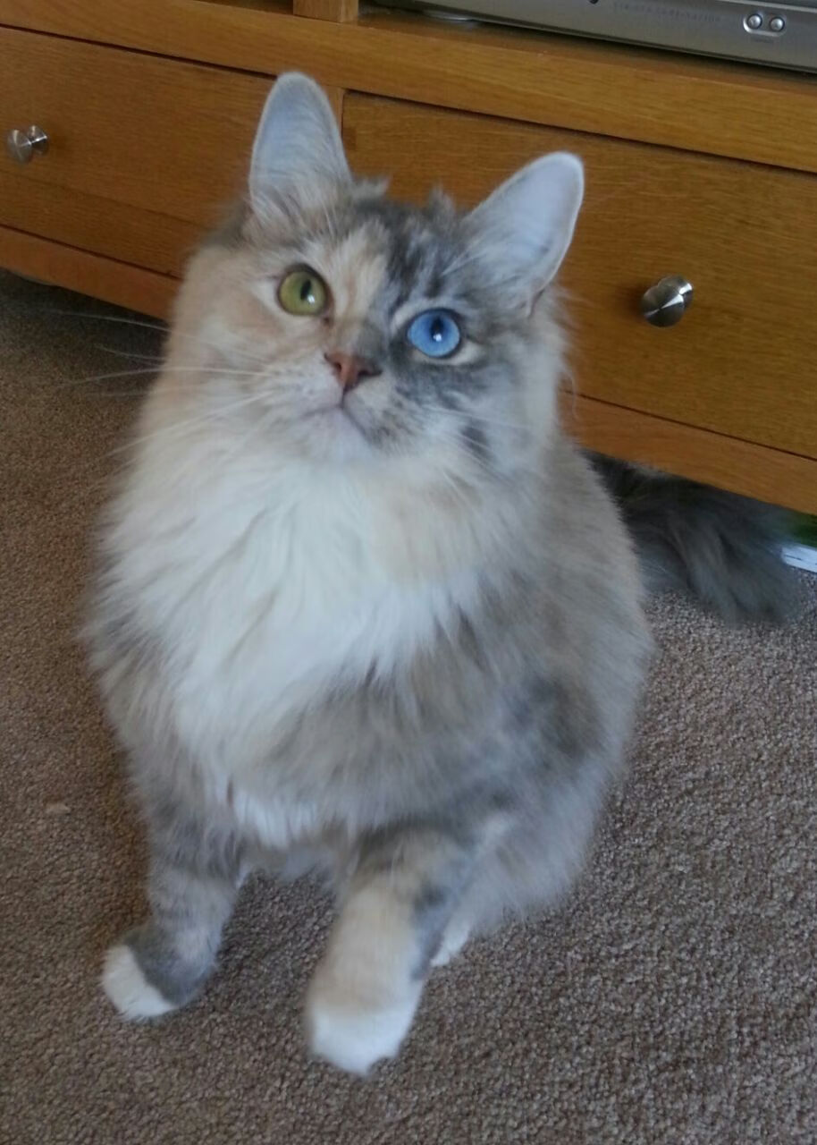 天体冲撞之夜,切特·霍姆格伦的引力如何撕裂步行者防线