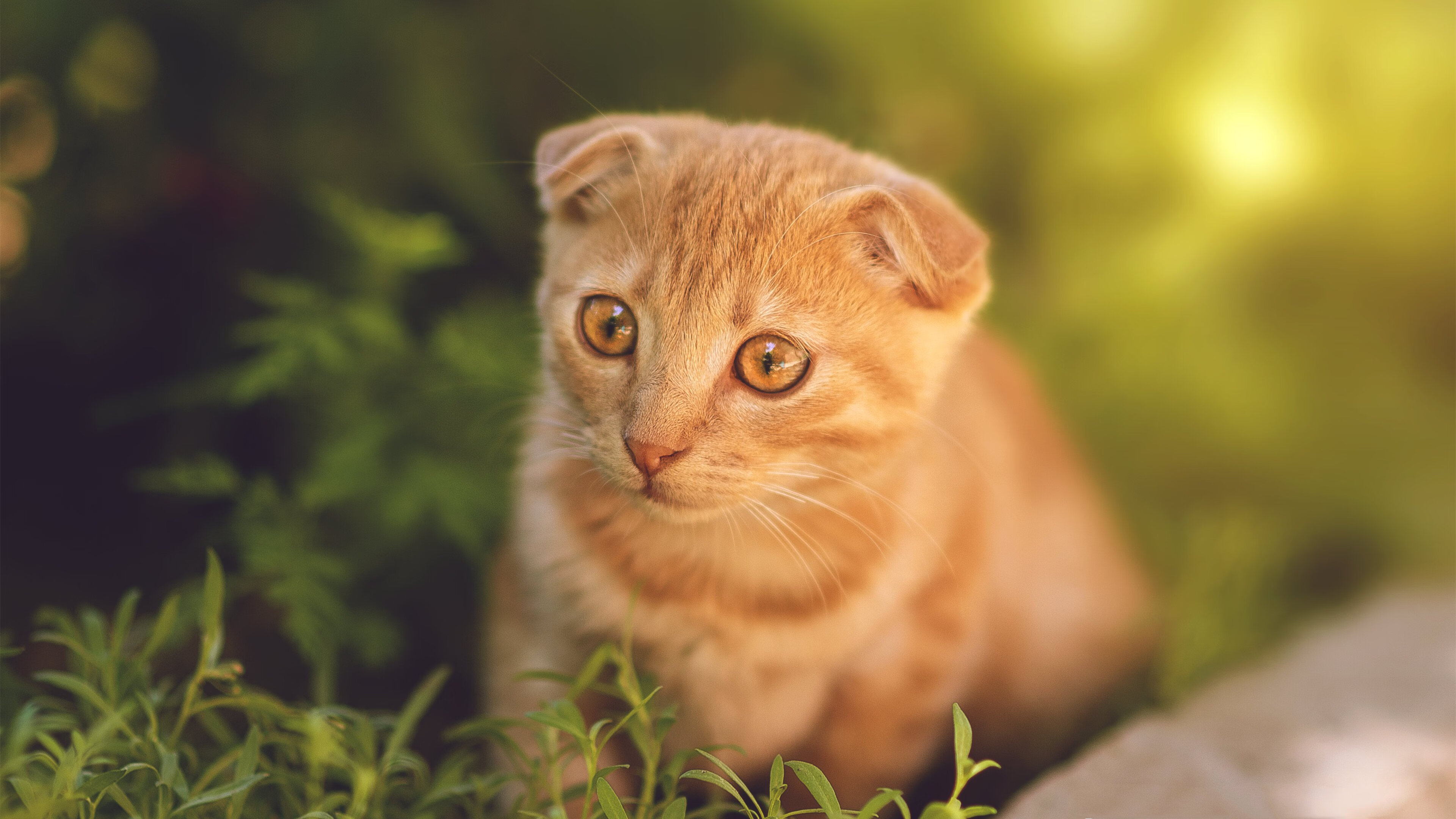 血战日，东契奇的救赎时刻与爵士队的绞肉机胜利
