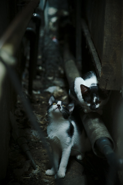 开云体育登录-天山箭雨射落苹果城！小贾伦末节三记三分定乾坤