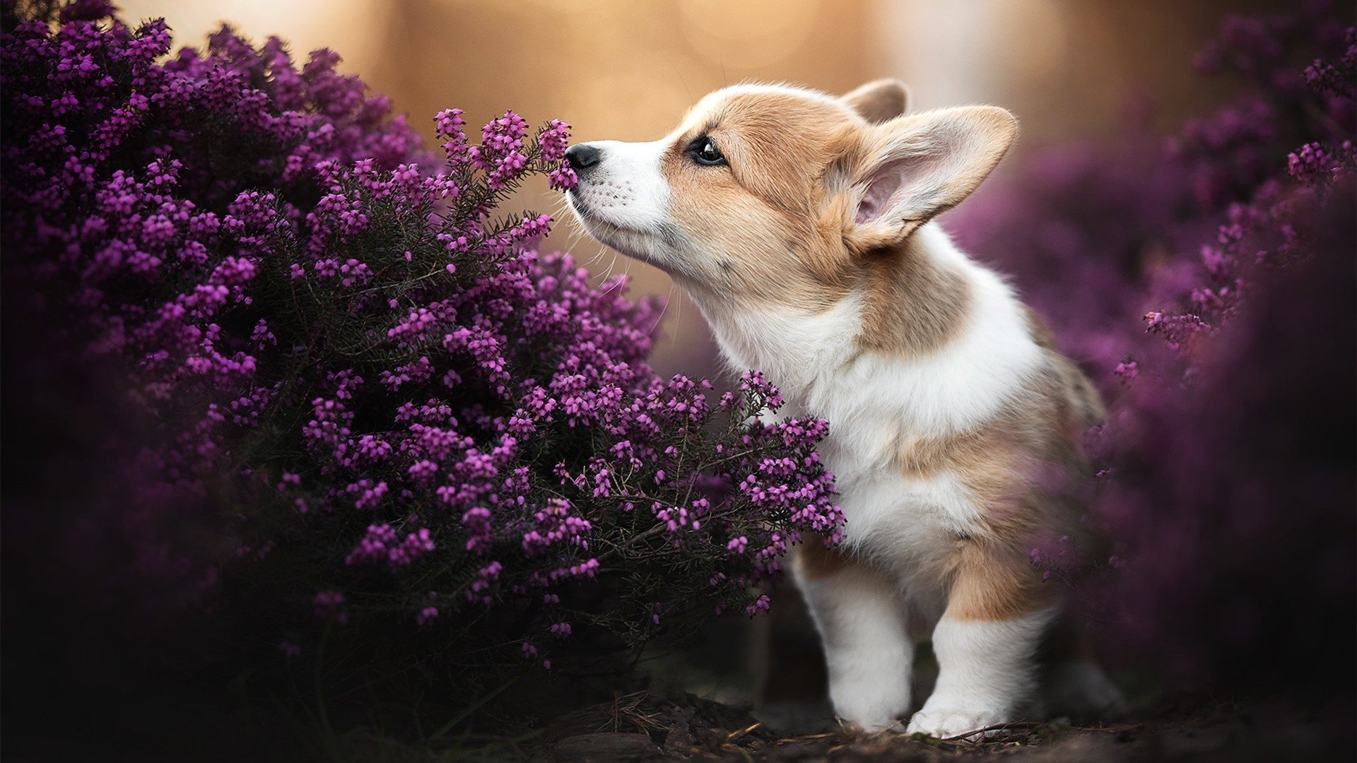 从达拉斯到巴黎，双子星以独特方式主宰比赛